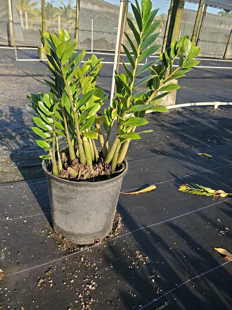 zamioculcas-zamiifolia-zz-plant-zanzibar-gem