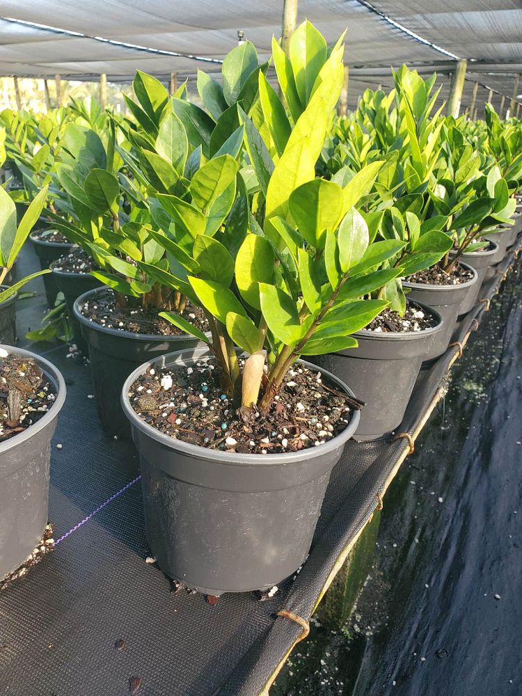 zamioculcas-zamiifolia-zz-plant-zanzibar-gem