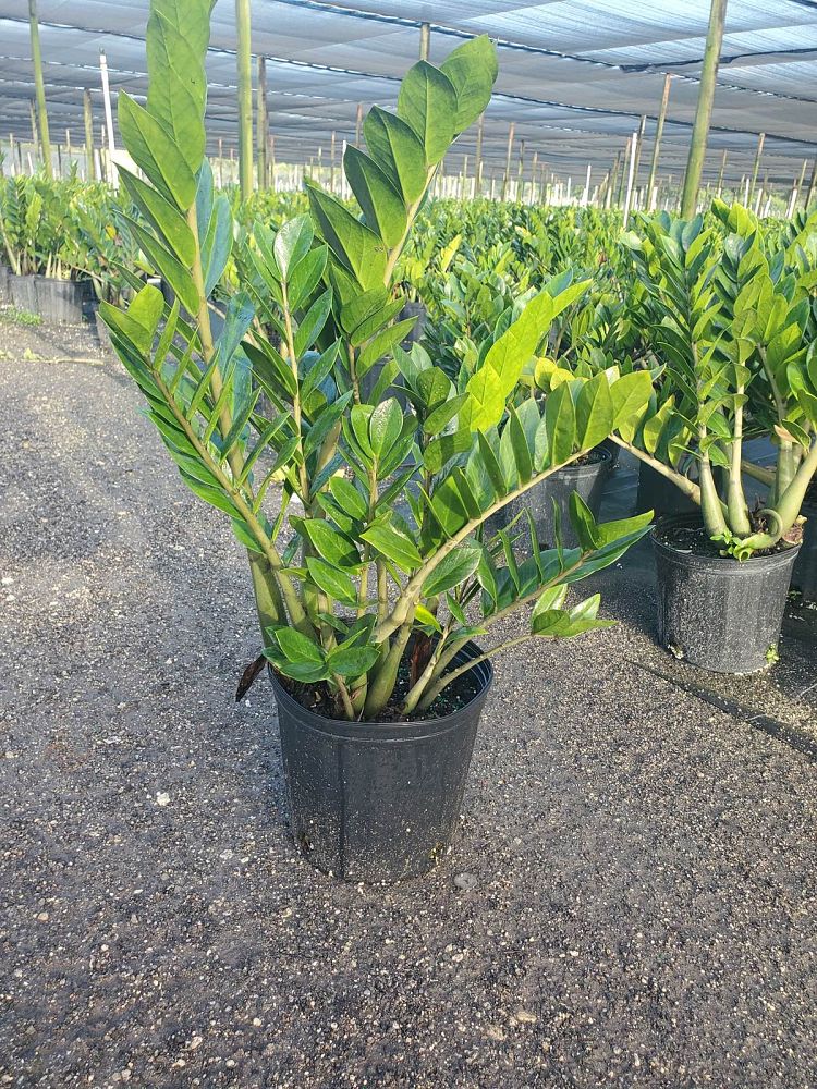 zamioculcas-zamiifolia-zz-plant-zanzibar-gem