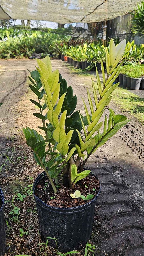 zamioculcas-zamiifolia-zz-plant-zanzibar-gem
