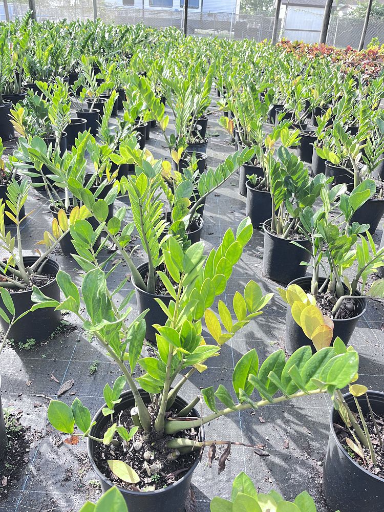 zamioculcas-zamiifolia-zz-plant-zanzibar-gem