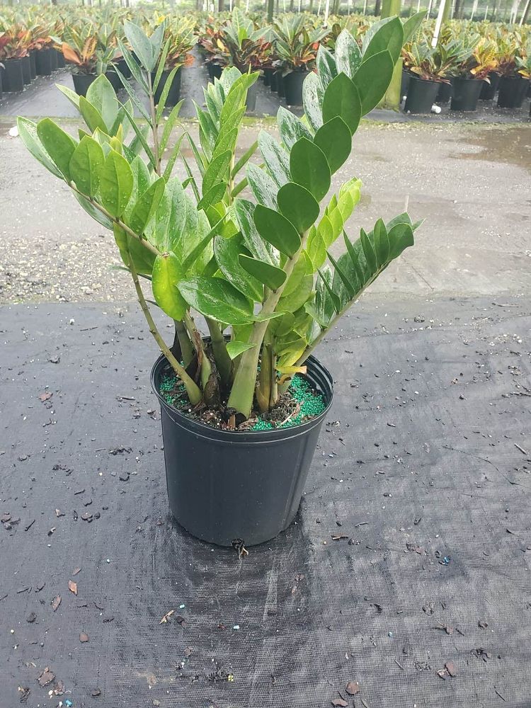 zamioculcas-zamiifolia-zz-plant-zanzibar-gem