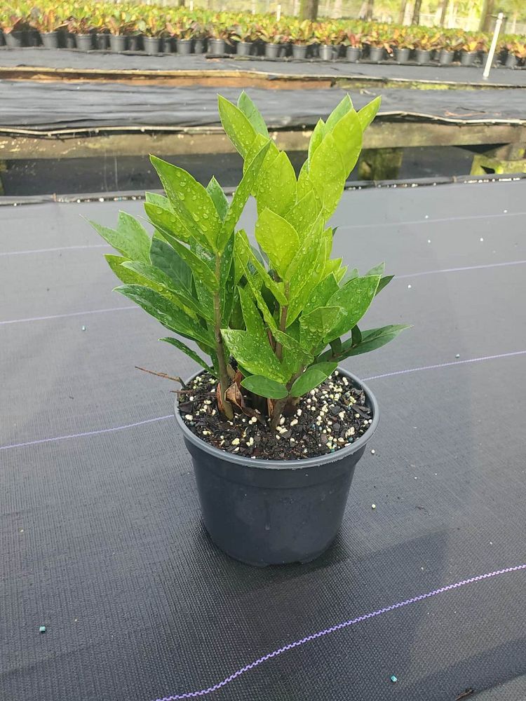 zamioculcas-zamiifolia-zz-plant-zanzibar-gem