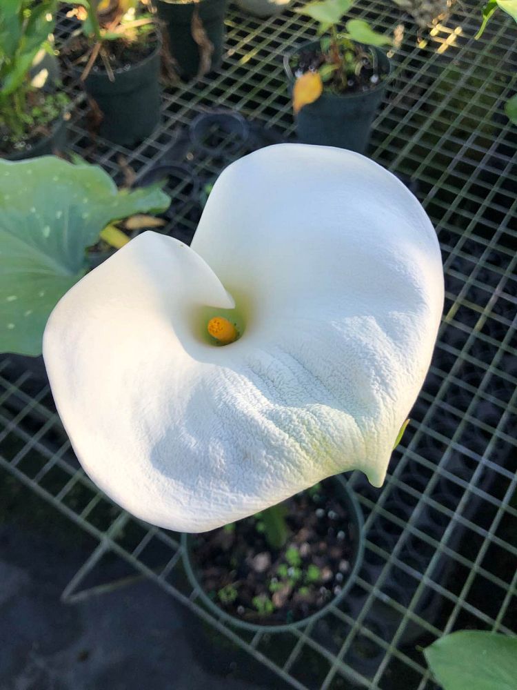 zantedeschia-aethiopica-white-giant-arum-lily-calla-lily
