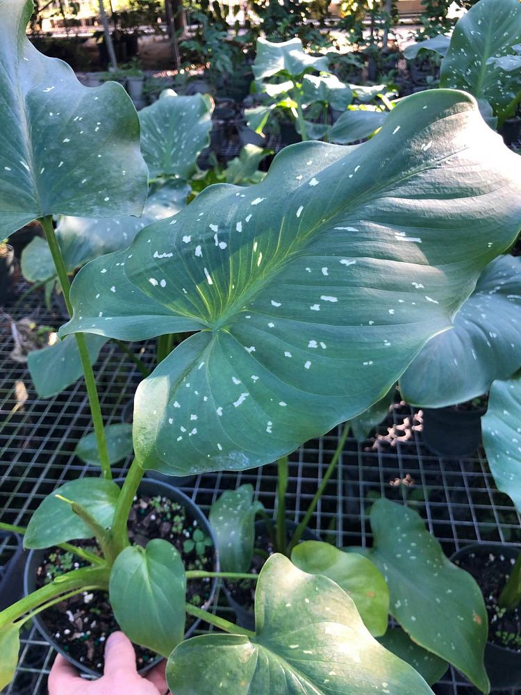zantedeschia-aethiopica-white-giant-arum-lily-calla-lily