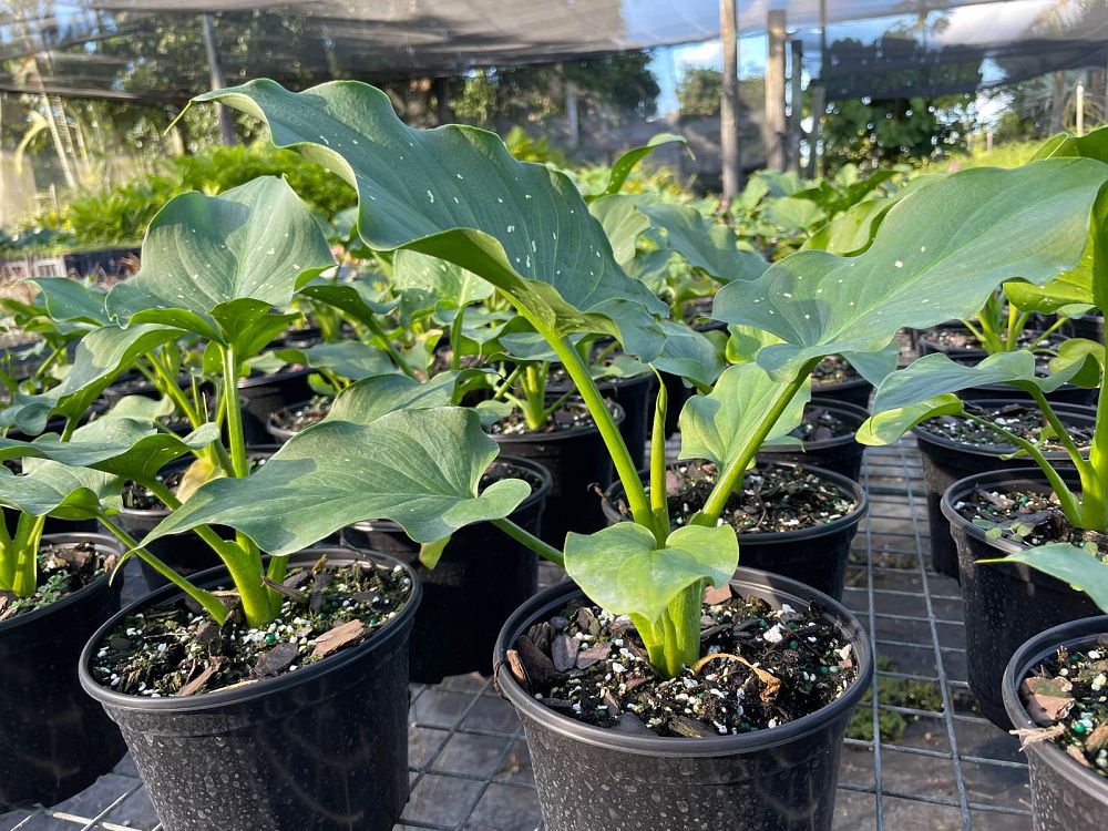 zantedeschia-aethiopica-white-giant-arum-lily-calla-lily