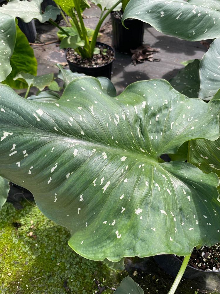 zantedeschia-aethiopica-white-giant-arum-lily-calla-lily
