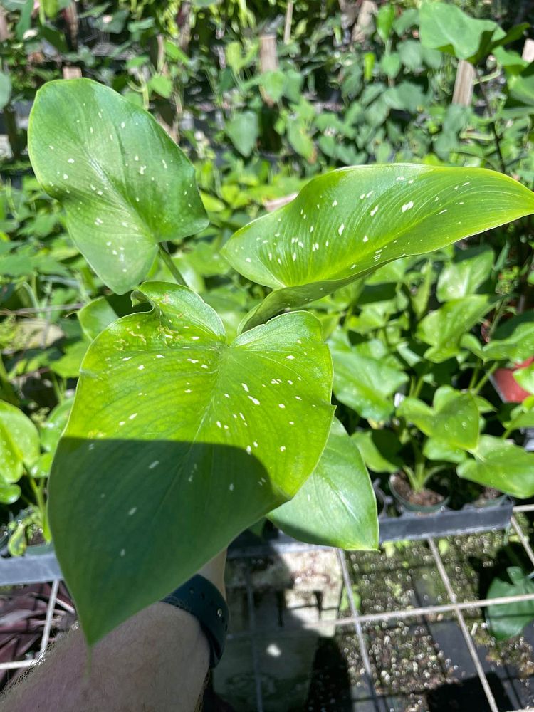 zantedeschia-aethiopica-white-giant-arum-lily-calla-lily