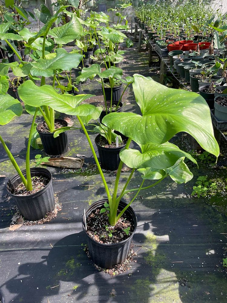 zantedeschia-aethiopica-white-giant-arum-lily-calla-lily