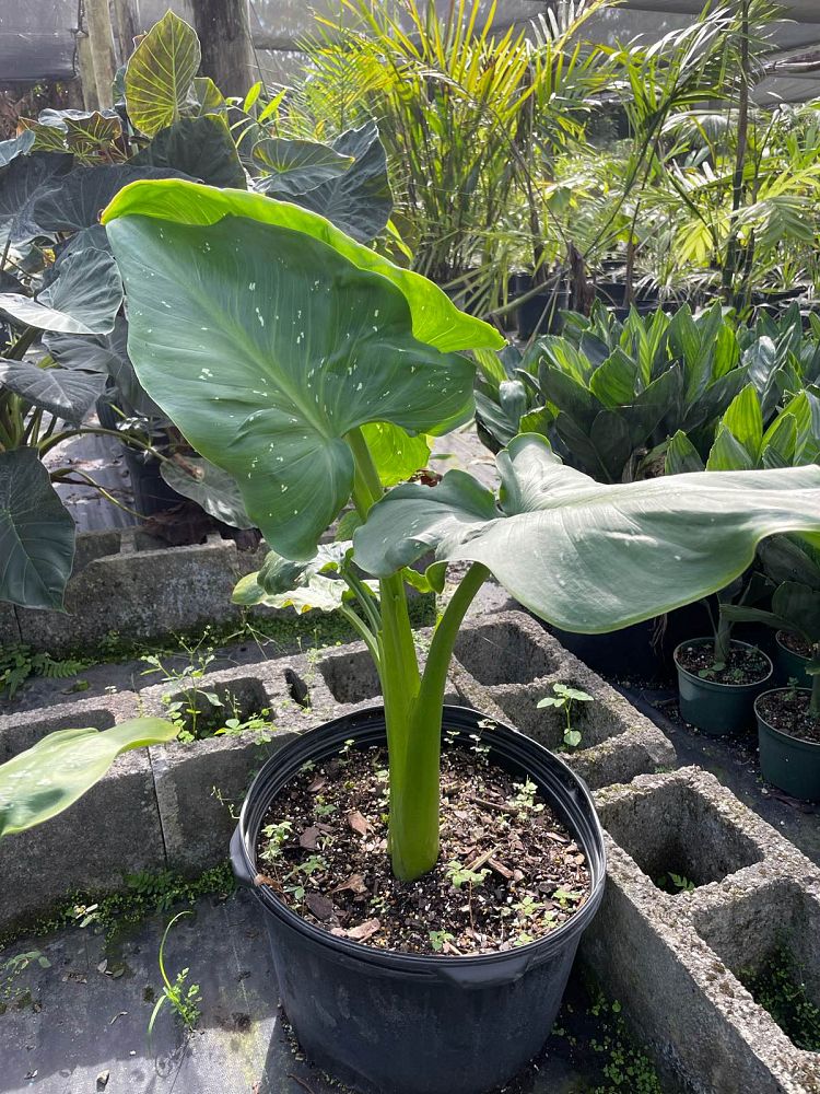 zantedeschia-aethiopica-white-giant-arum-lily-calla-lily