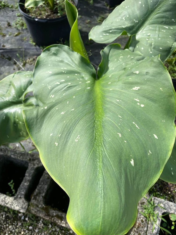zantedeschia-aethiopica-white-giant-arum-lily-calla-lily