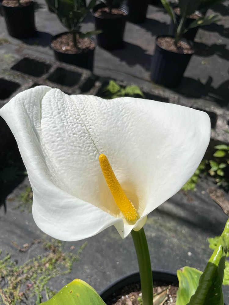 zantedeschia-aethiopica-white-giant-arum-lily-calla-lily