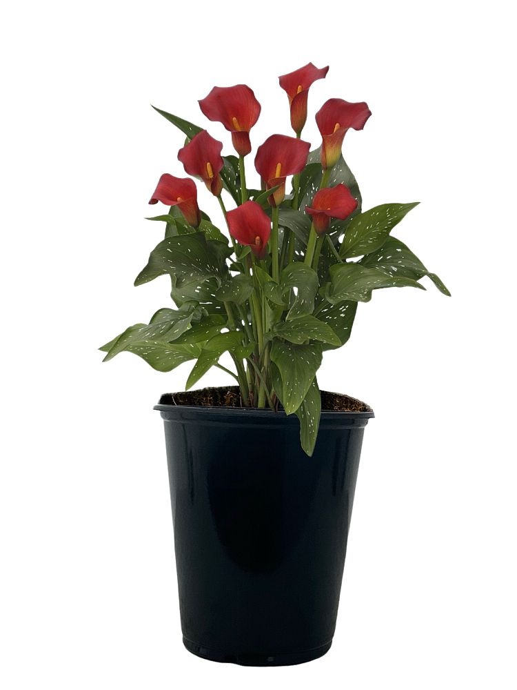 zantedeschia-calla-lily