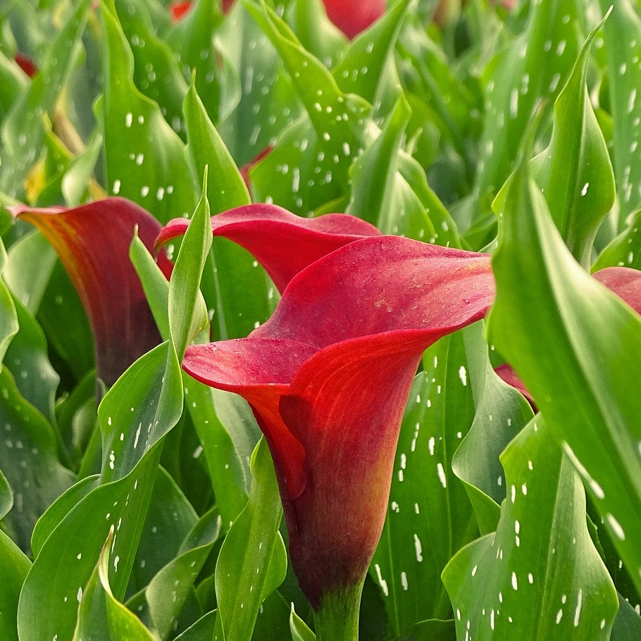 zantedeschia-calla-lily