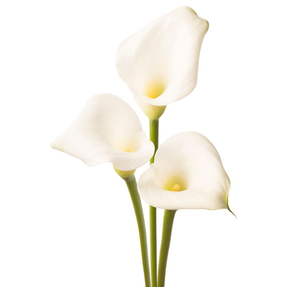 zantedeschia-calla-lily