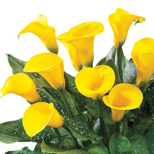 zantedeschia-calla-lily