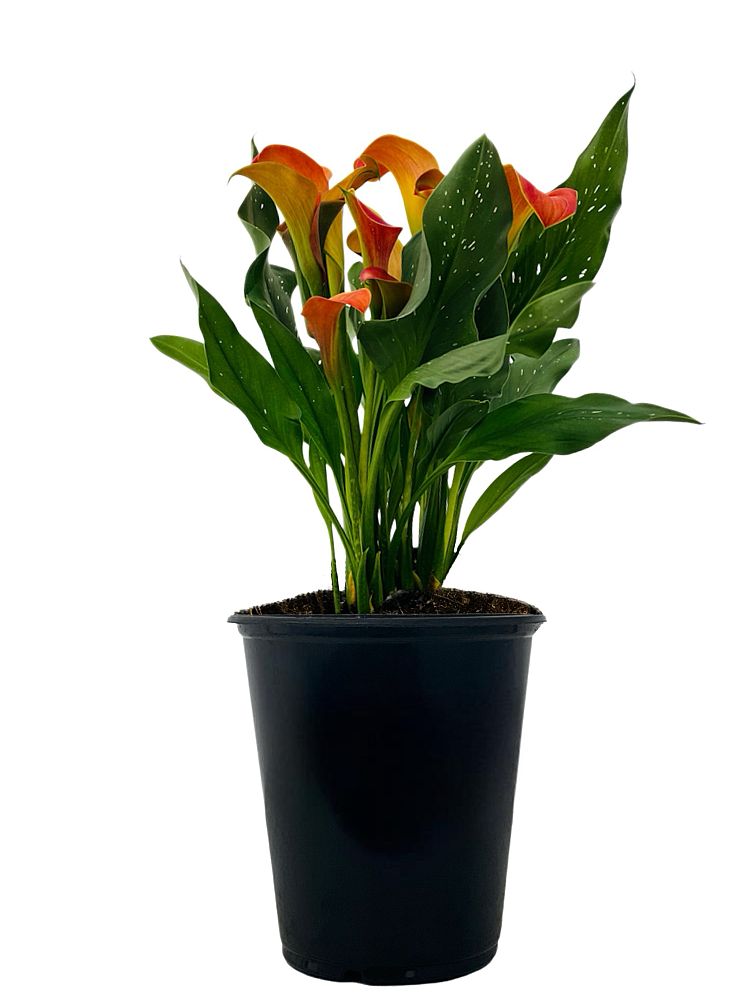 zantedeschia-calla-lily