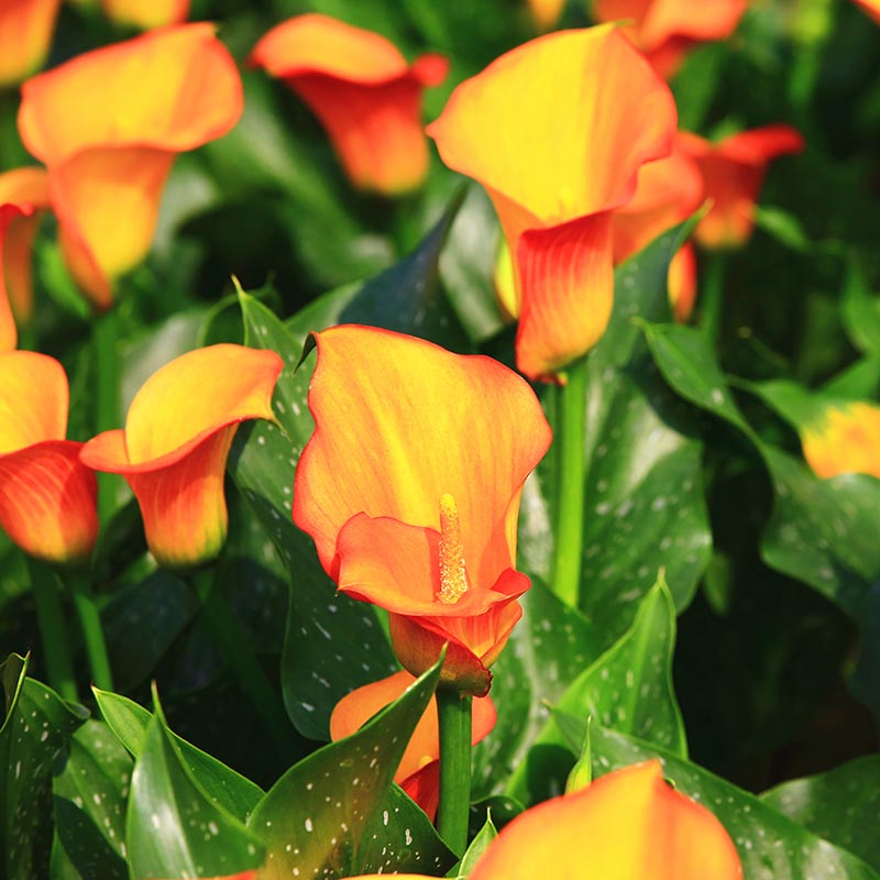 zantedeschia-calla-lily