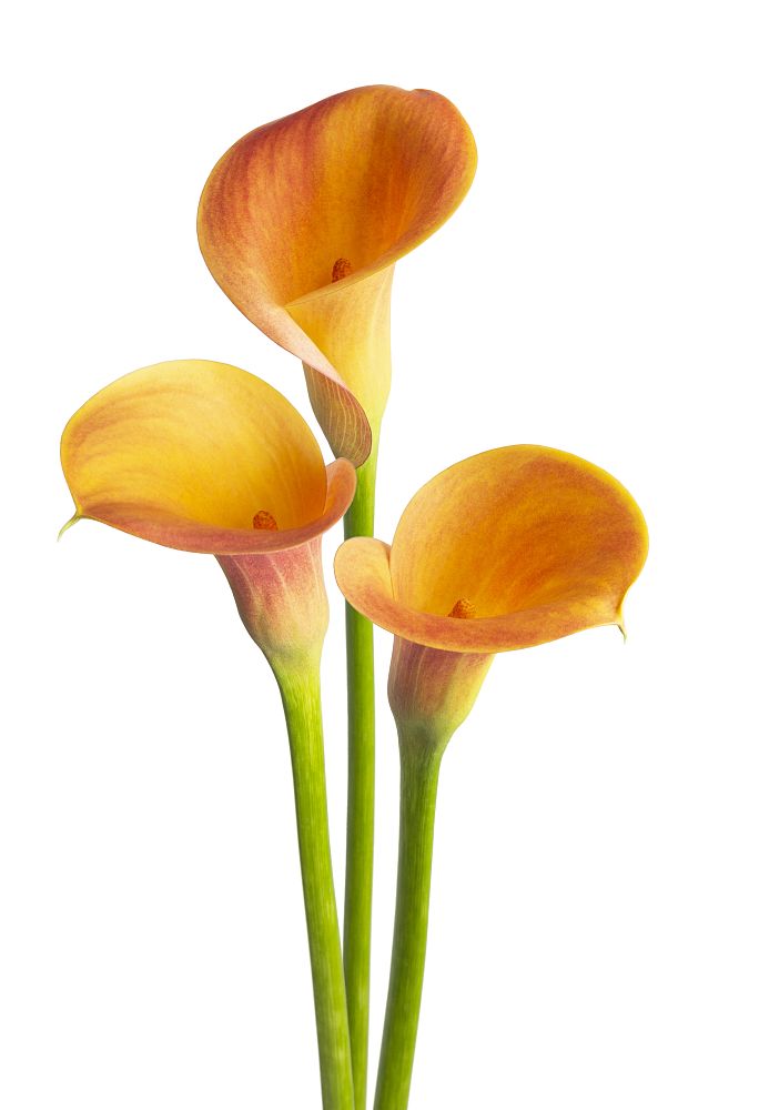 zantedeschia-calla-lily