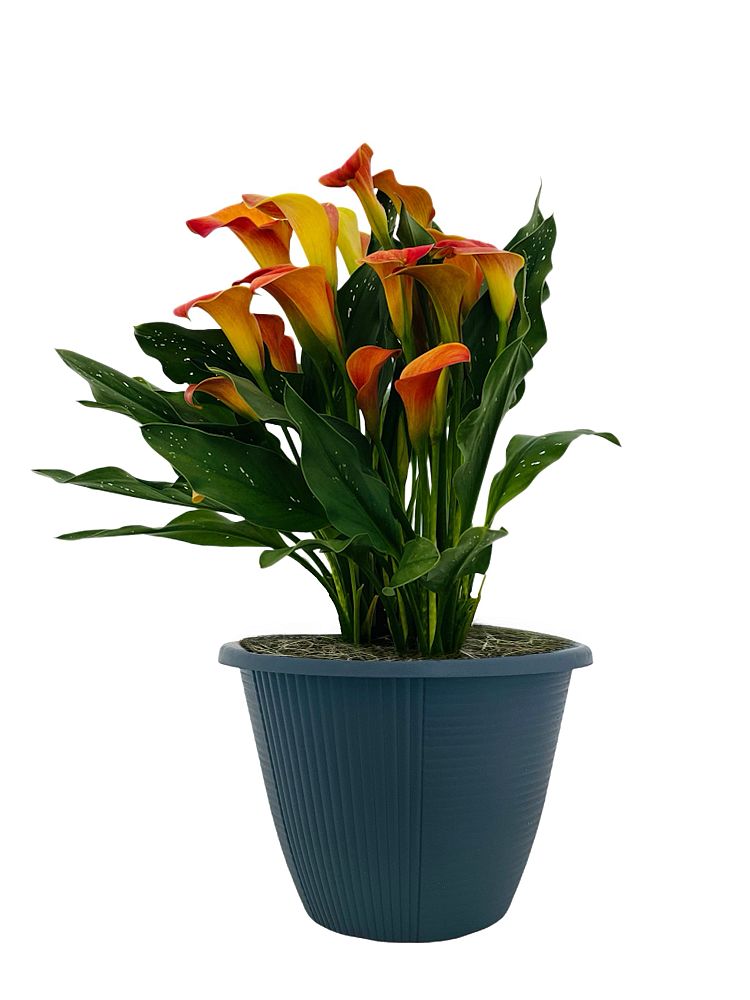 zantedeschia-calla-lily