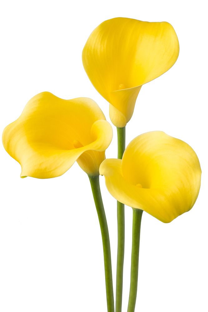 zantedeschia-calla-lily