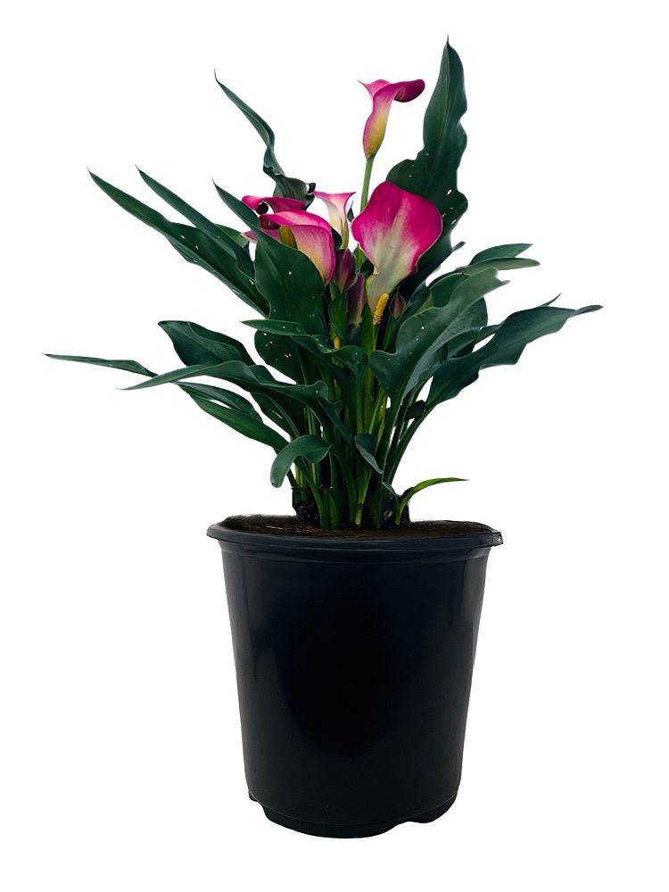 zantedeschia-calla-lily