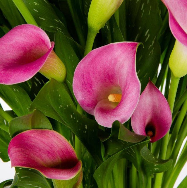 zantedeschia-calla-lily