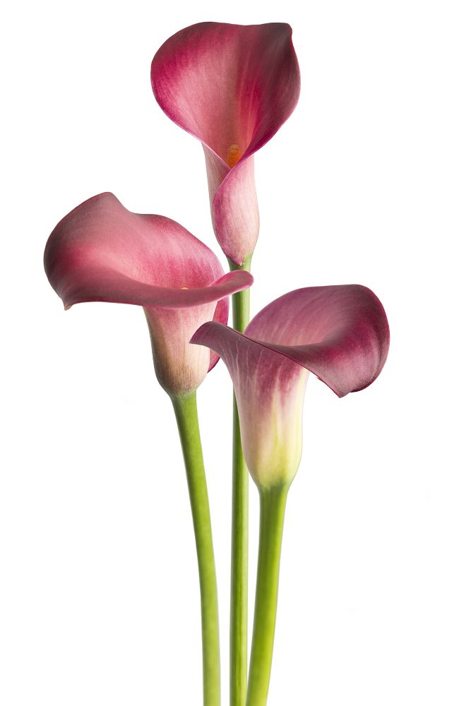 zantedeschia-calla-lily