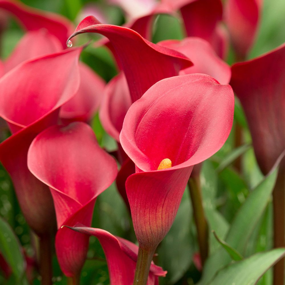 zantedeschia-calla-lily