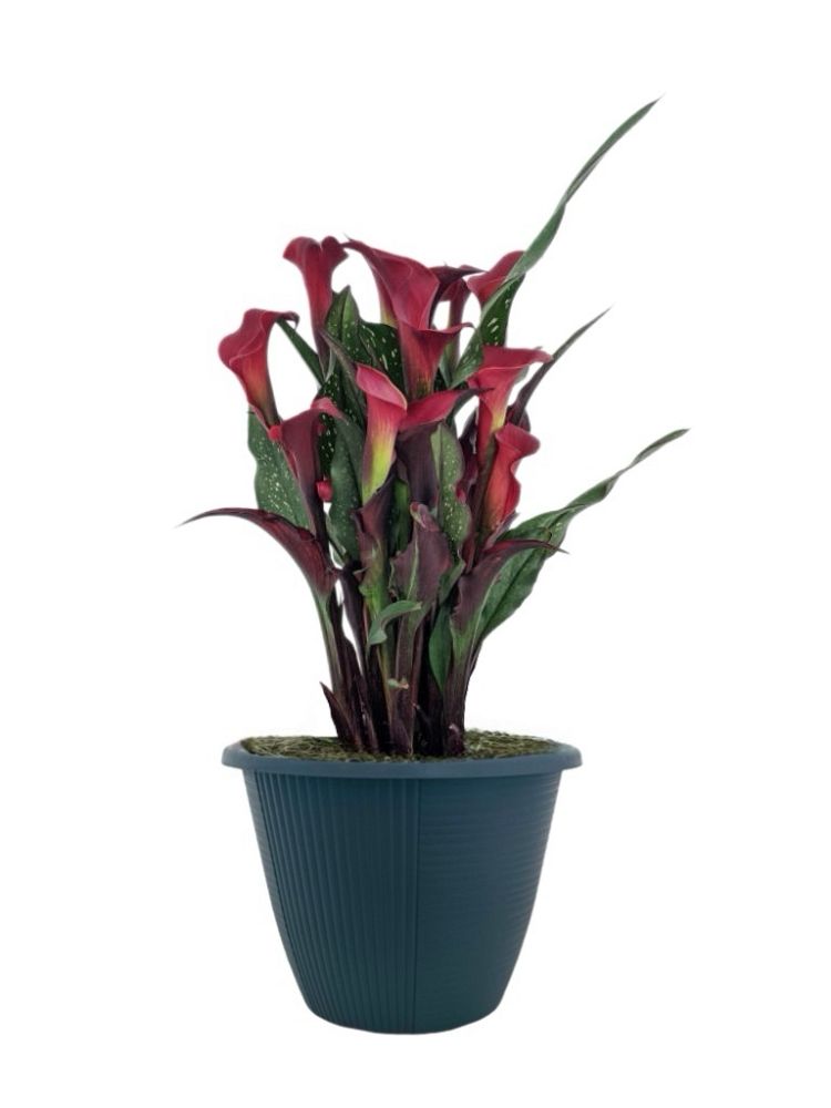 zantedeschia-calla-lily