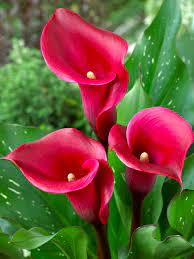 zantedeschia-calla-lily