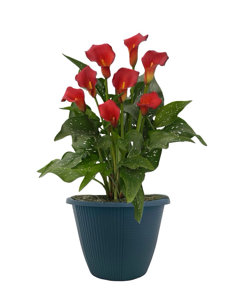 zantedeschia-calla-lily