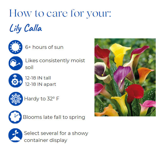 zantedeschia-calla-lily