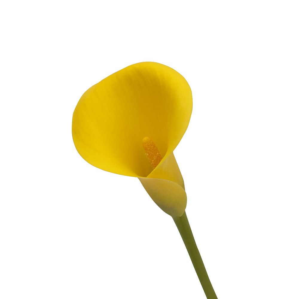 zantedeschia-calla-lily