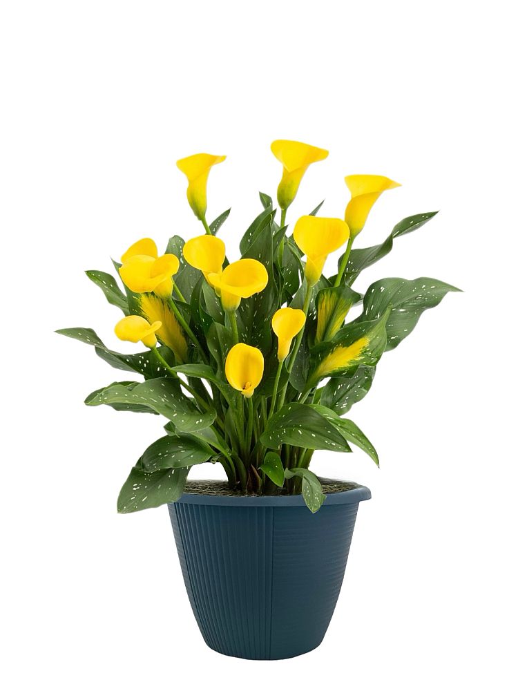 zantedeschia-calla-lily