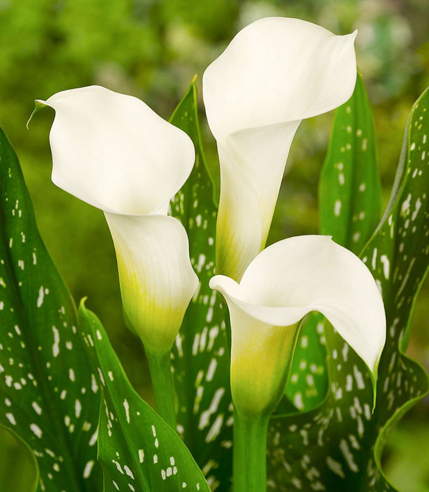 zantedeschia-calla-lily