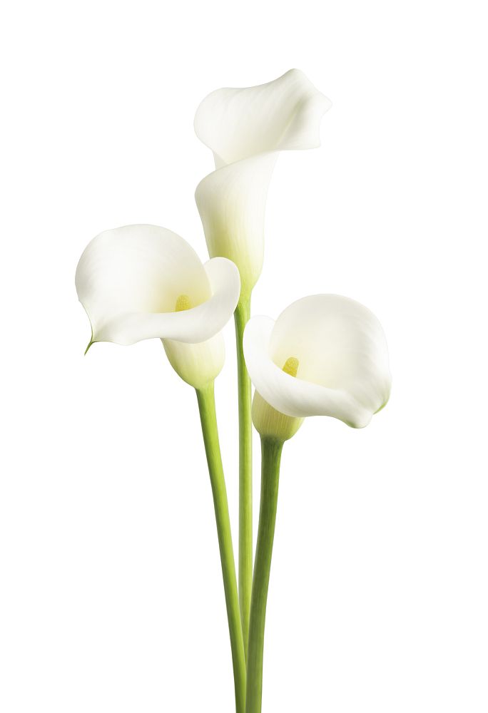 zantedeschia-calla-lily
