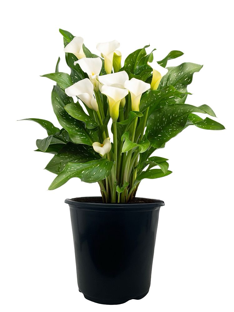 zantedeschia-calla-lily