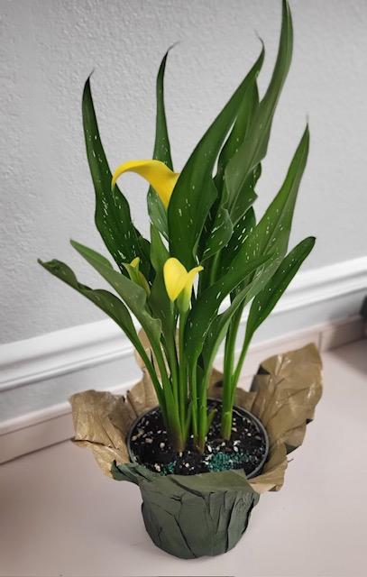 zantedeschia-yellow-parrot-calla-lily