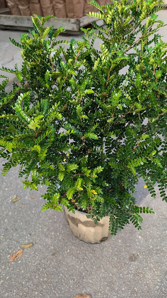 zanthoxylum-beecheyanum-chinese-pepper-tree-chinese-prickly-ash