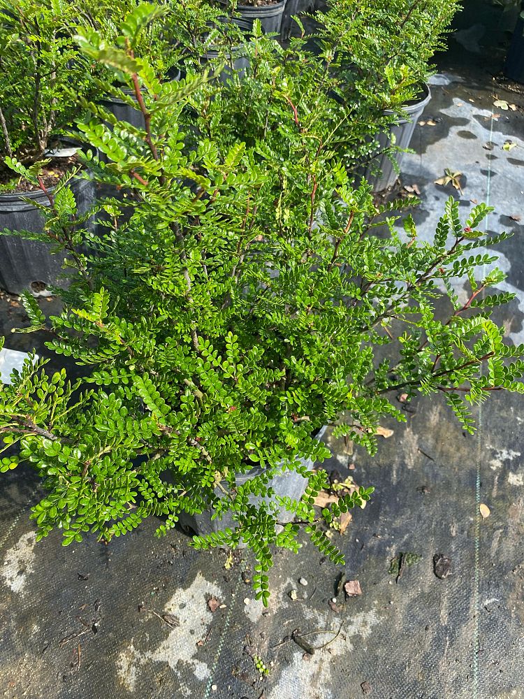 zanthoxylum-beecheyanum-chinese-pepper-tree-chinese-prickly-ash