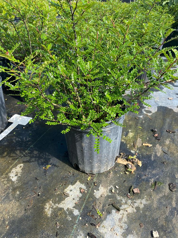 zanthoxylum-beecheyanum-chinese-pepper-tree-chinese-prickly-ash