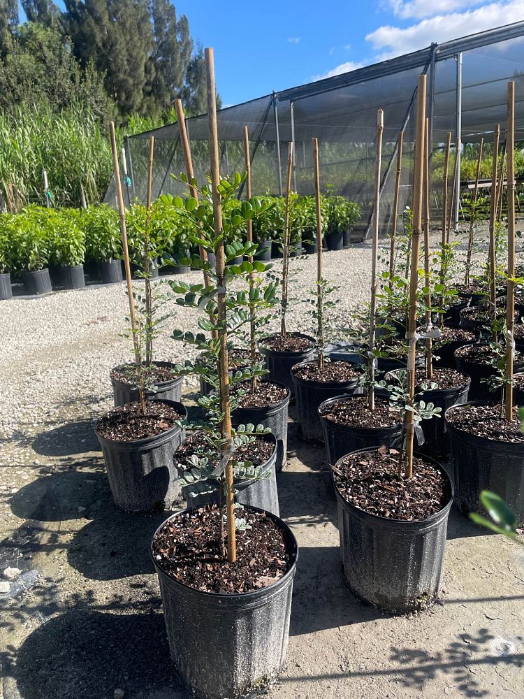 zanthoxylum-coriaceum-biscayne-prickly-ash-toothache-tree