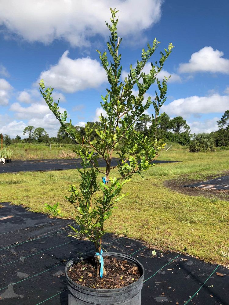 zanthoxylum-fagara-wild-lime