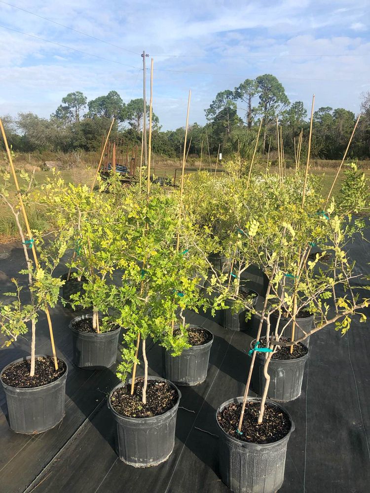 zanthoxylum-fagara-wild-lime
