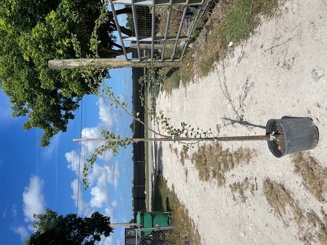 zanthoxylum-fagara-wild-lime