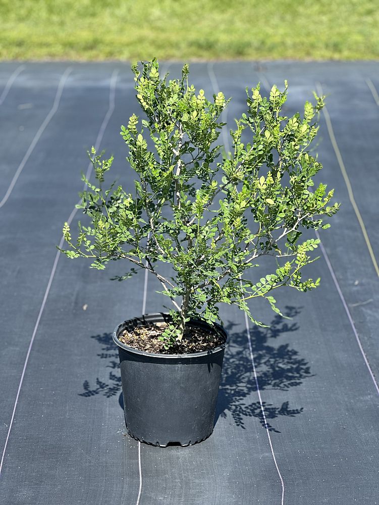 zanthoxylum-fagara-wild-lime