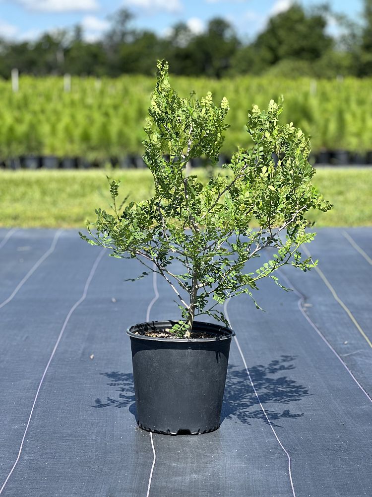 zanthoxylum-fagara-wild-lime