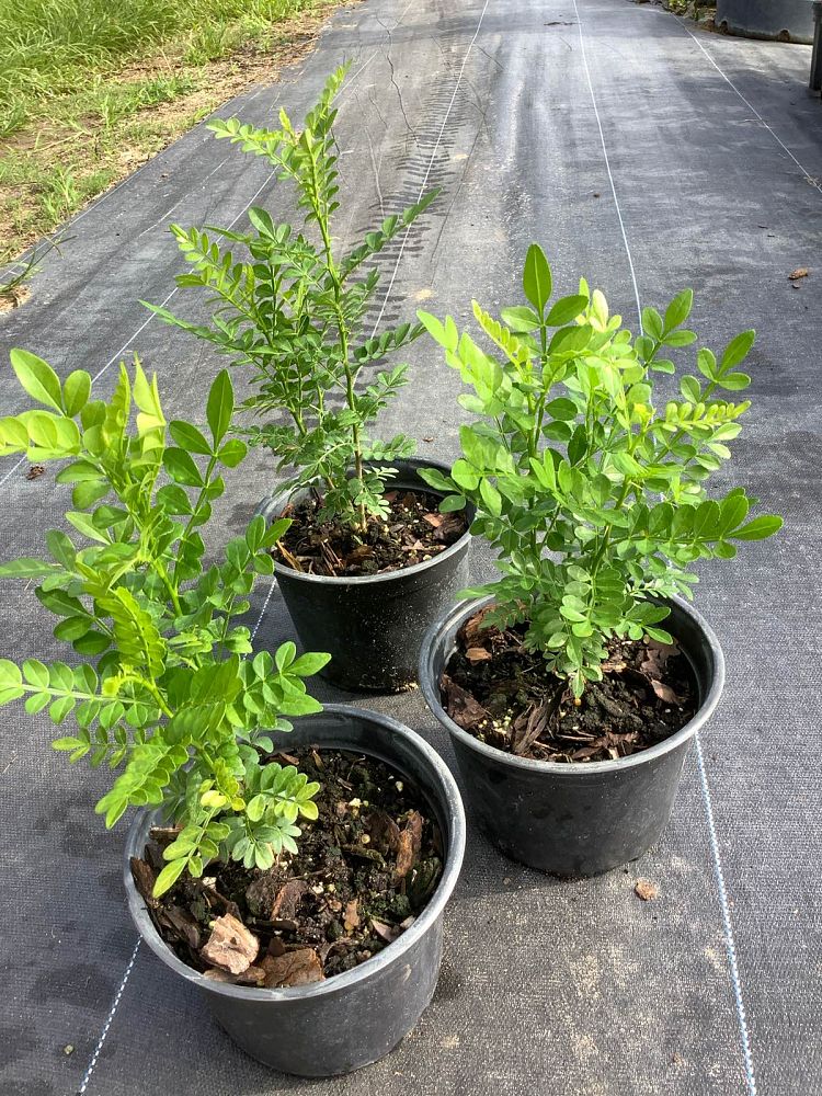 zanthoxylum-fagara-wild-lime