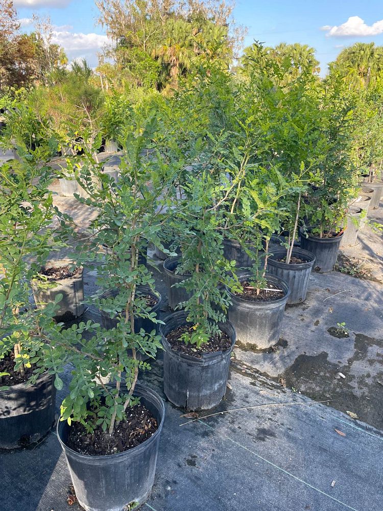 zanthoxylum-fagara-wild-lime